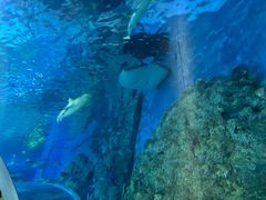 -芜湖新华联大白鲸海洋公园