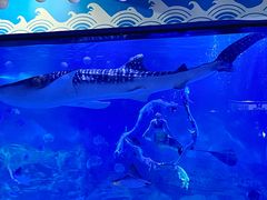 -烟台海昌鲸鲨海洋公园