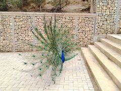 -青藏高原野生动物园