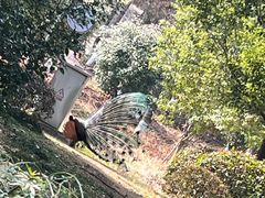 -安徽大青山野生动物世界