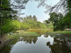 -番禺大夫山森林公园