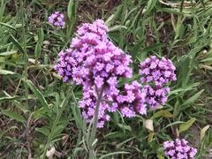 -Africafe(非洲咖啡)