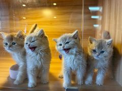 -猫十亿·布偶金渐层·曼基康矮脚猫舍(青年路店)