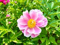 -莱西月湖公园
