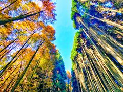 -山王坪喀斯特国家生态公园