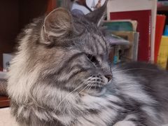 -猫爪屋猫咖(乐汇城店)
