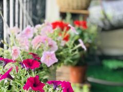 -静园(和平区)