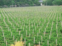 -北京张裕爱斐堡酒庄