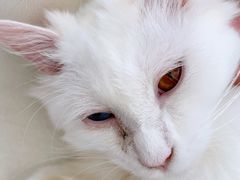 -飞行喵MR PILOT|猫舍·猫咖(静安大融城店)