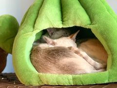 -Cappucimeow猫咪咖啡馆(韦伯时代店)