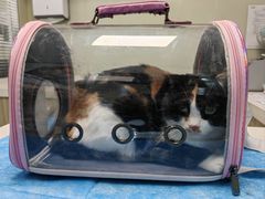 -纳吉亚猫专科动物医院(康都外科中心)