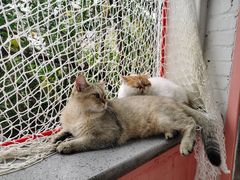 -喵屿·大理花园猫咖