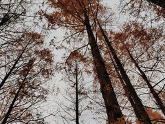 -白水寺森林公园
