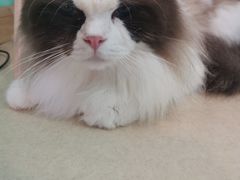 -猫在这儿猫咪咖啡馆·撸猫馆