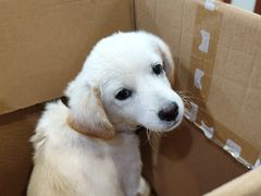 -艾贝尔宠物医院·24H转诊中心·肿瘤猫专科(江宁双龙店)