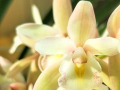-金陵花卉交易市场