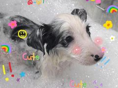 -Oh My Dog宠物沙龙(伊珊娜皮毛护理店)