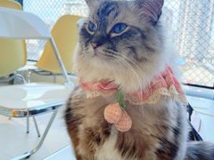 -怪兽屋·羊驼·猫咖·狗咖(俊华广场店)