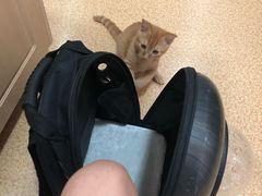 -芭比堂宠物医院·全科爱猫医院·仁德分院