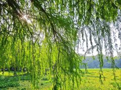 -南宁良凤江国家森林公园