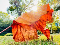 -上海吴淞炮台湾国家湿地公园