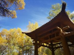 -金塔沙漠胡杨林景区