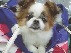 -北京赛佳动物医院