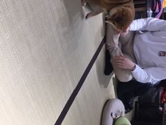 -逗柴咖啡屋·狗咖猫咖宠物桌游
