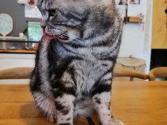 -平行世界·猫咖(首经贸店)