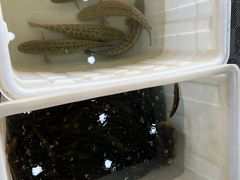 -夏家大锅台炖鱼馆