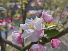 -海棠花溪(元大都城垣遗址公园)