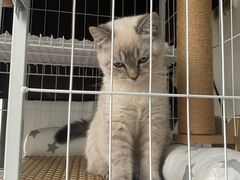 -瑞鹏宠物医院·夜间急症·心超·猫科(祖庙分店)