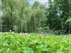 -莲湖公园