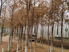 -合肥滨湖国家森林公园