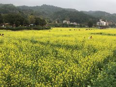 -红山村