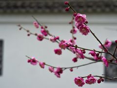 -无锡梅园公园