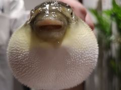 -桥岚·巷子鲜河豚鱼(专门店)