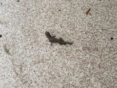 -南宁良凤江国家森林公园