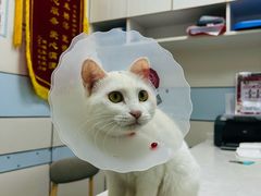 -中农国际动物医院24小时·猫科·骨科·急重症中心