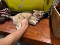 -咖法森林·咖啡  酒吧(天河店)