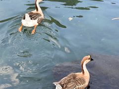 -靖西鹅泉风景区