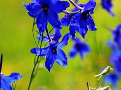 -塞罕坝国家级自然保护区