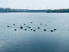 -丁香湖公园