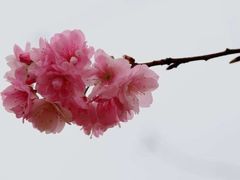 -天适樱花悠乐园