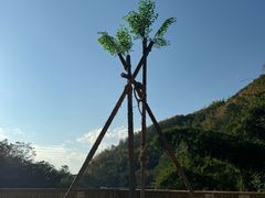 -西双版纳原始森林公园