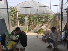 -马陆小张葡萄园农家乐