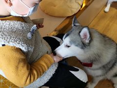 -Husky Go! 哈士奇体验馆·宠物咖啡厅狗咖