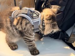 -Echo回声黑胶唱片咖啡馆