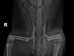 -创凡宠物医院·骨专科  猫科中心(西乡分院)