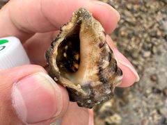 -西涌国际滨海旅游区